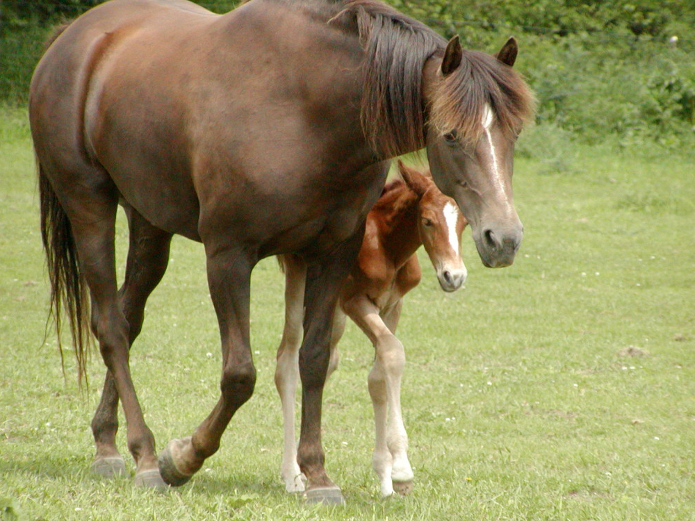 WillMom